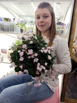 Фиалка Taita Safina